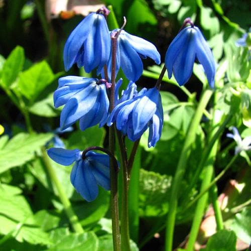 Scilla siberica - Future Forests