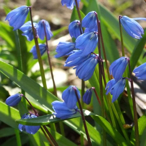 Scilla siberica - Future Forests
