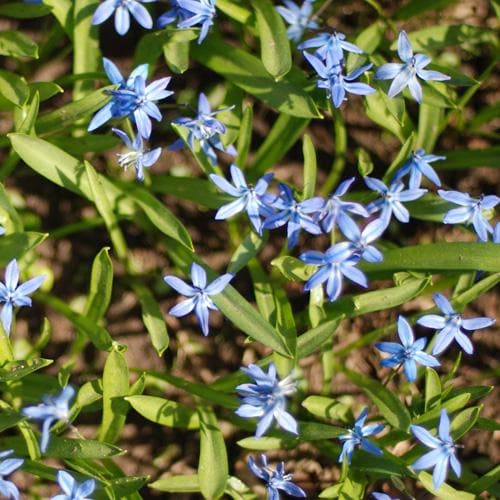 Scilla siberica - Future Forests