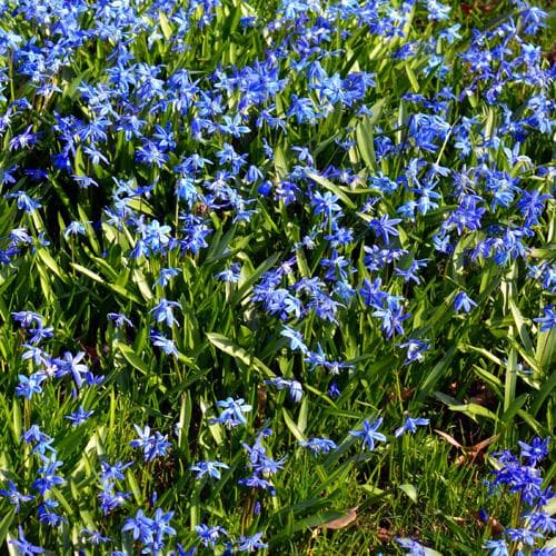 Scilla siberica - Future Forests