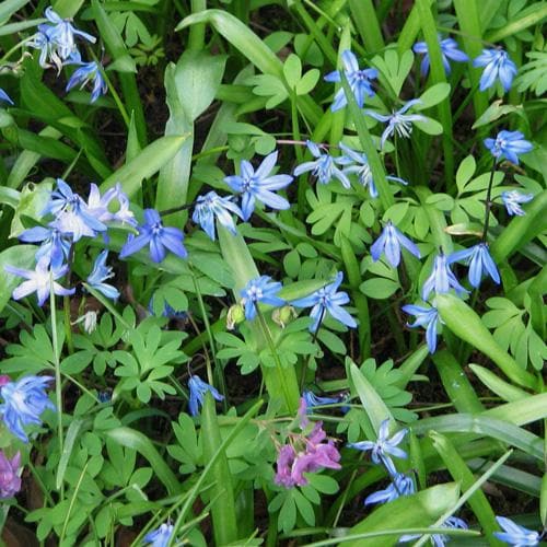 Scilla siberica - Future Forests