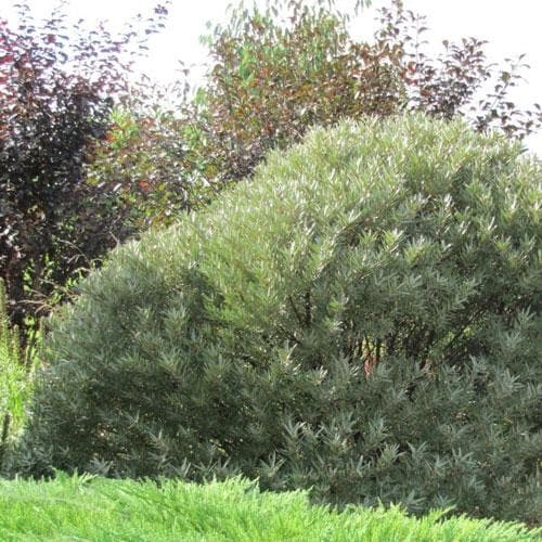 Hippophae rhamnoides Hikul - Sea Buckthorn (male) - Future Forests