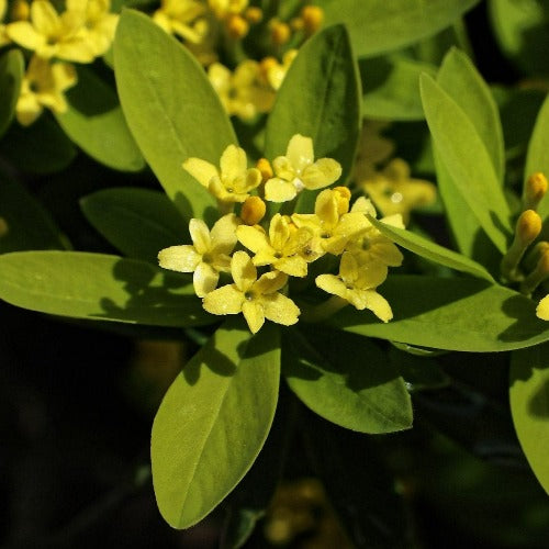 Daphne gemmata