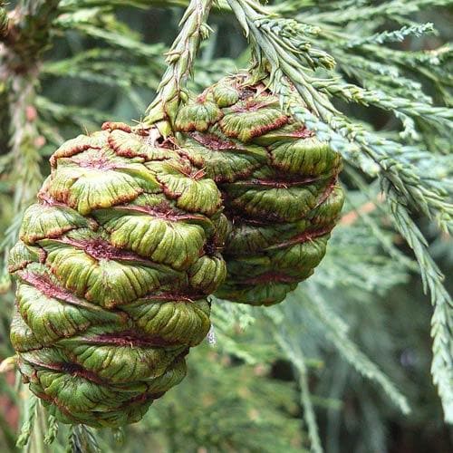 Sequoiadendron giganteum - Giant Redwood - Future Forests