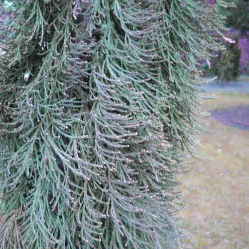 Sequoiadendron giganteum Barabits’ Requiem
