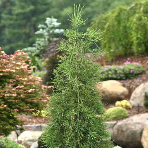 Sequoiadendron giganteum Barabits’ Requiem