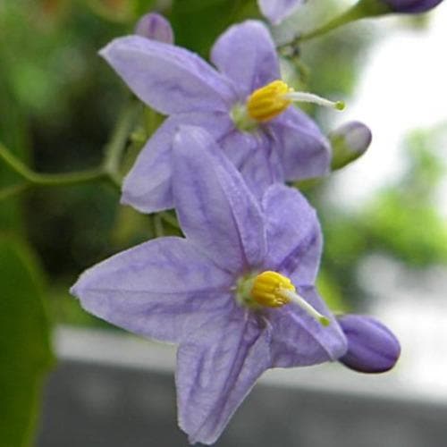Solanum jasminoides Blue