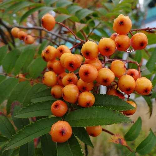Sorbus Copper Kettle - Future Forests
