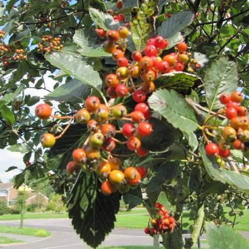 Sorbus Aria Lutescens - Future Forests