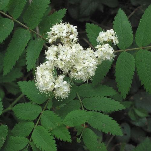 Sorbus aucuparia - Rowan - Future Forests