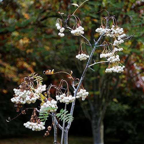 Sorbus cashmiriana - Kashmir Rowan - Future Forests