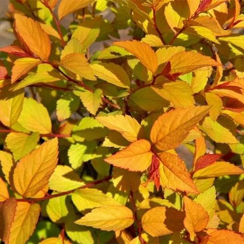 Spiraea japonica Firelight - Future Forests