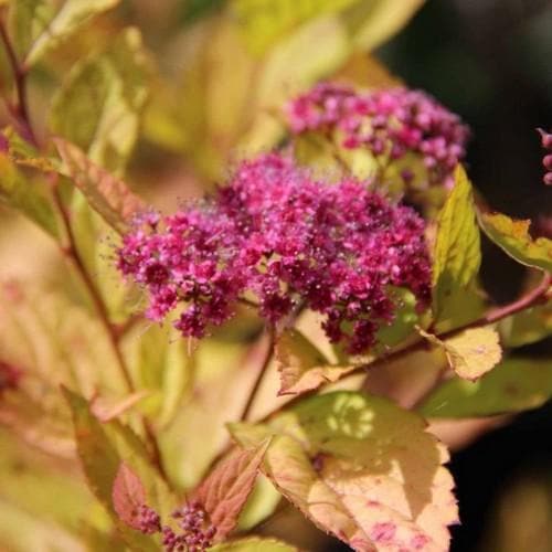 Spiraea japonica Firelight - Future Forests