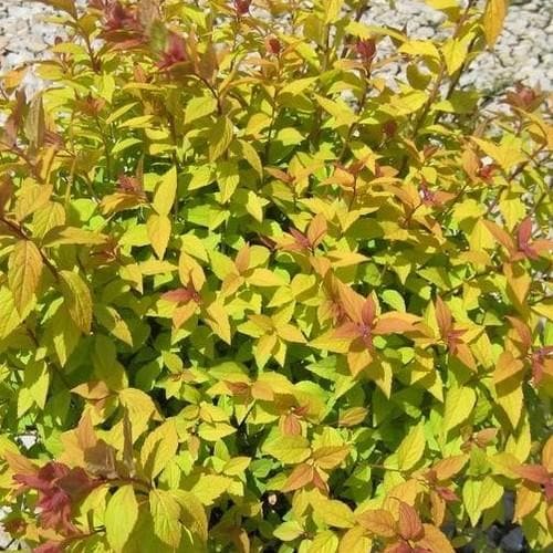 Spiraea japonica Firelight - Future Forests