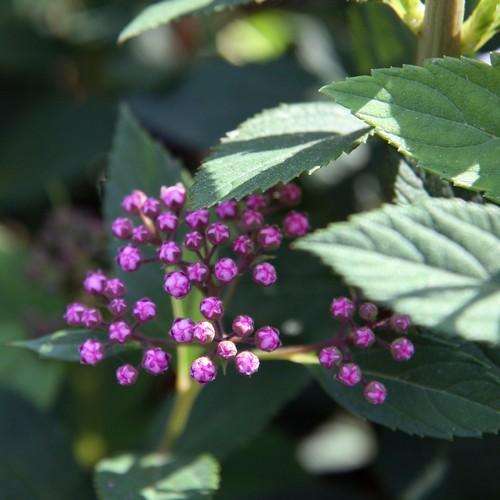Spiraea japonica Little Princess - Future Forests