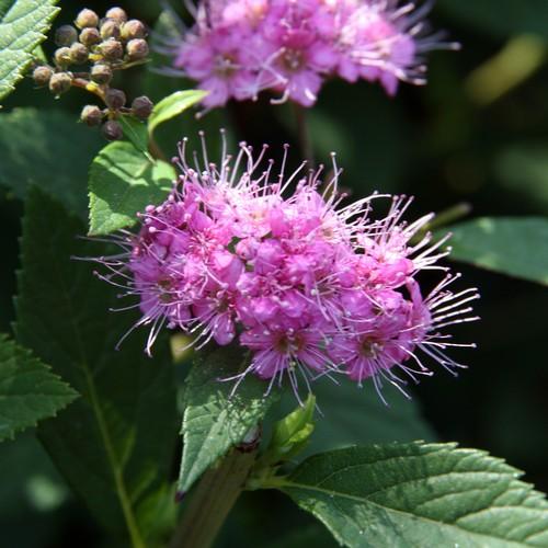 Spiraea japonica Little Princess - Future Forests