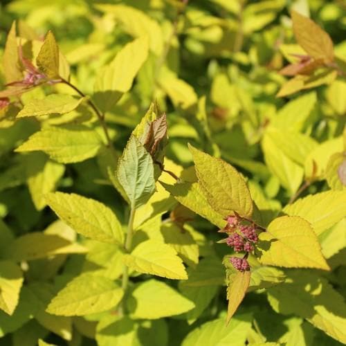 Spiraea japonica Little Princess - Future Forests