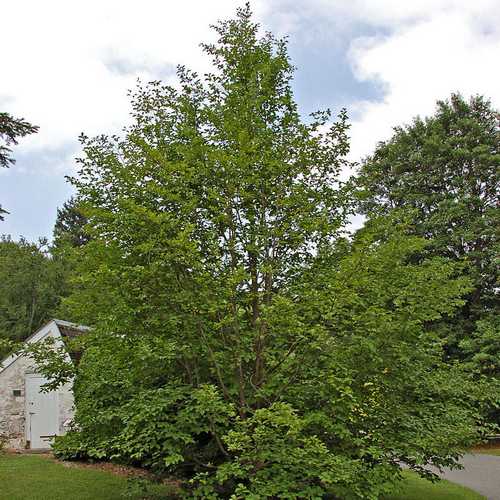 Stewartia pseudocamellia - Japanese Stewartia - Future Forests
