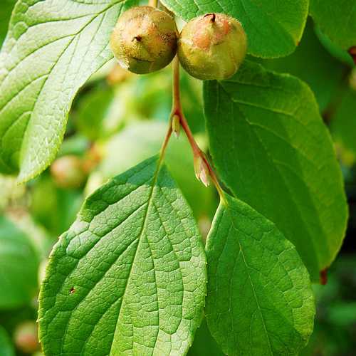 Stewartia pseudocamellia - Japanese Stewartia - Future Forests