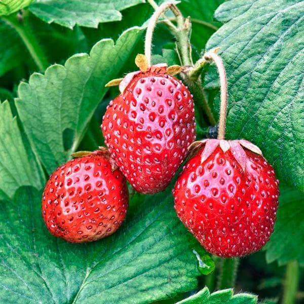 Strawberry Loran