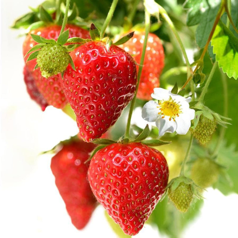 Strawberry Loran
