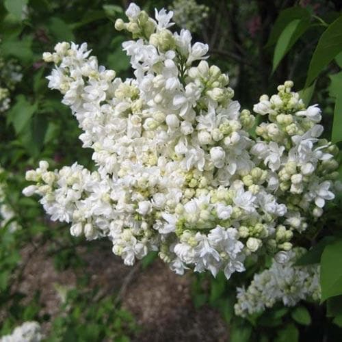 Syringa vulgaris Mme Lemoine