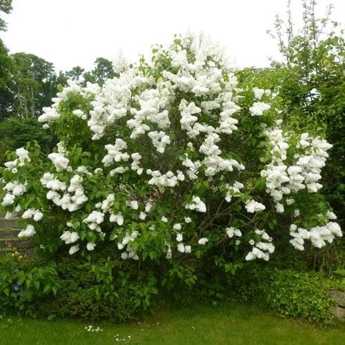 Syringa vulgaris Mme Lemoine