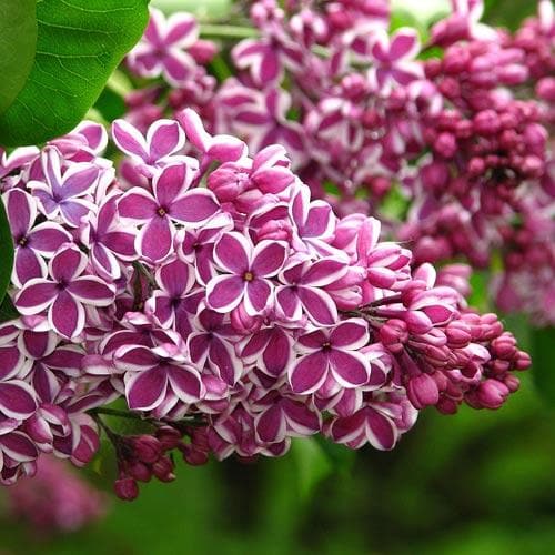 Syringa vulgaris Sensation