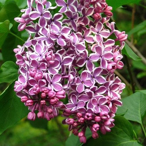 Syringa vulgaris Sensation