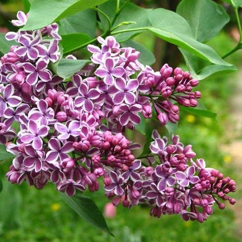 Syringa vulgaris Sensation