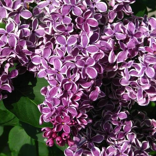 Syringa vulgaris Sensation