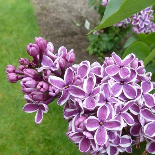 Syringa vulgaris Sensation