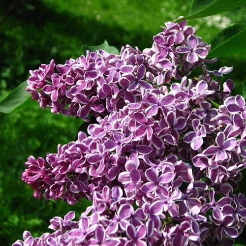 Syringa vulgaris Sensation