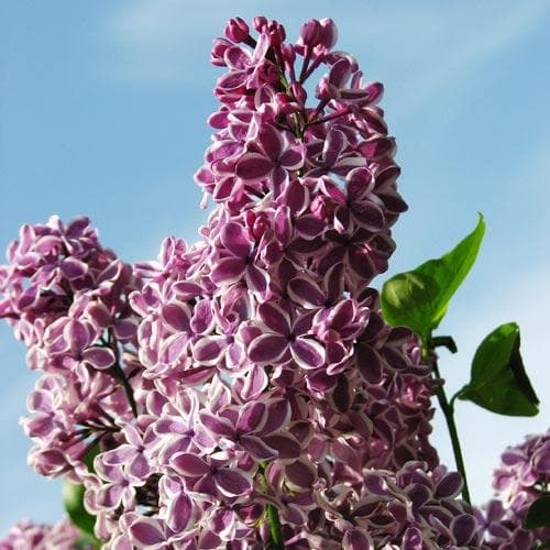 Syringa vulgaris Sensation