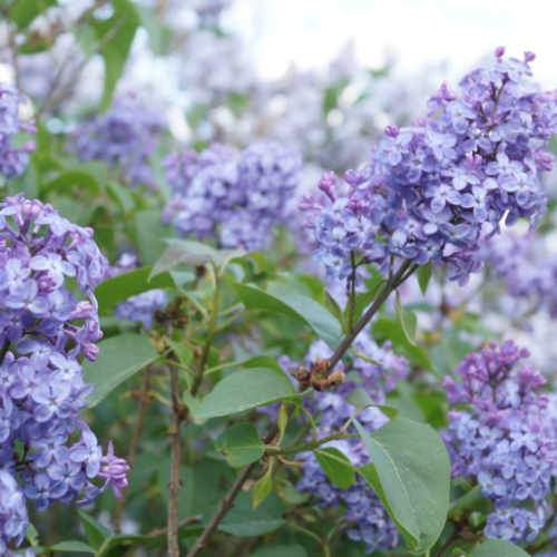 Syringa vulgaris Amethyst
