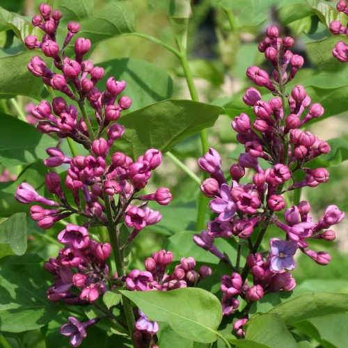 Syringa vulgaris Amethyst