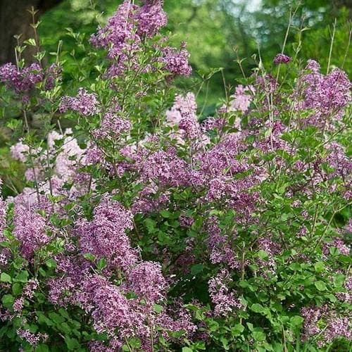 Syringa vulgaris Beauty of Moscow - Future Forests