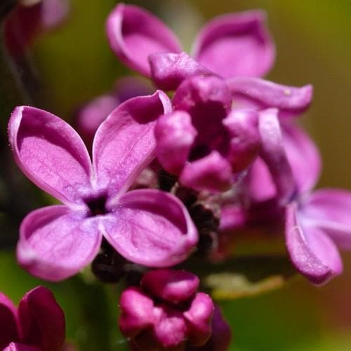 Syringa vulgaris Charles Joly - Future Forests
