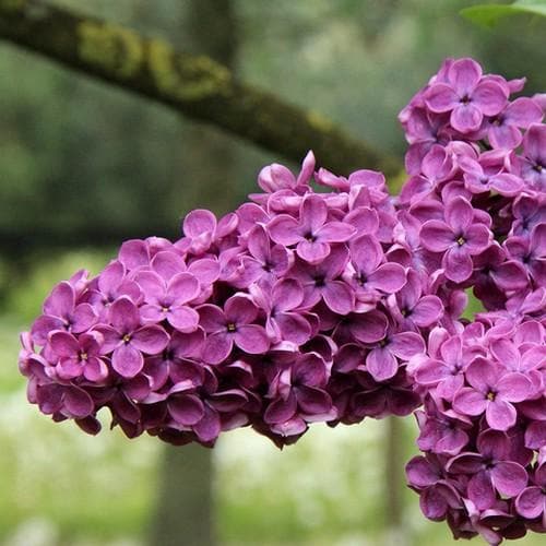 Syringa vulgaris Charles Joly - Future Forests