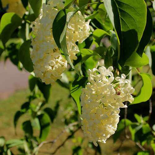 Syringa vulgaris Primrose