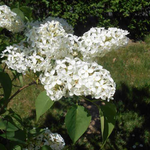 Syringa vulgaris Primrose