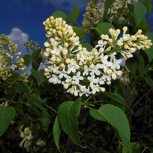 Syringa vulgaris Primrose