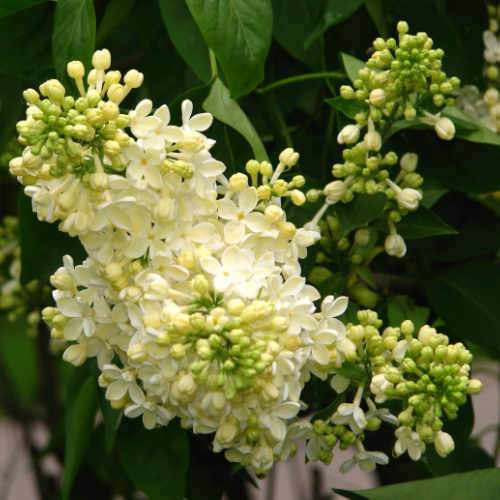 Syringa vulgaris Primrose