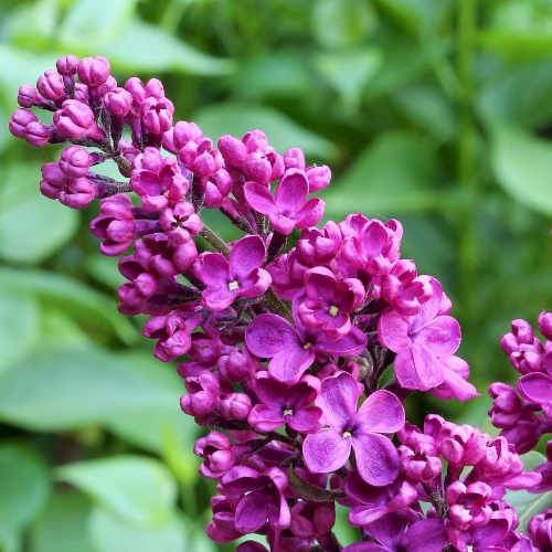 Syringa vulgaris Prince Wolkonsky