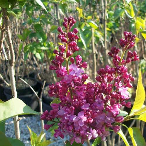 Syringa vulgaris Prince Wolkonsky