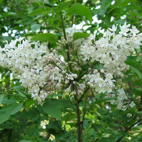 Syringa x diversifolia
