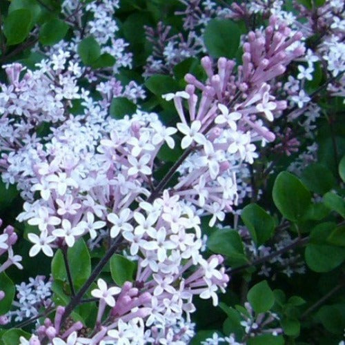 Syringa meyeri Palibin