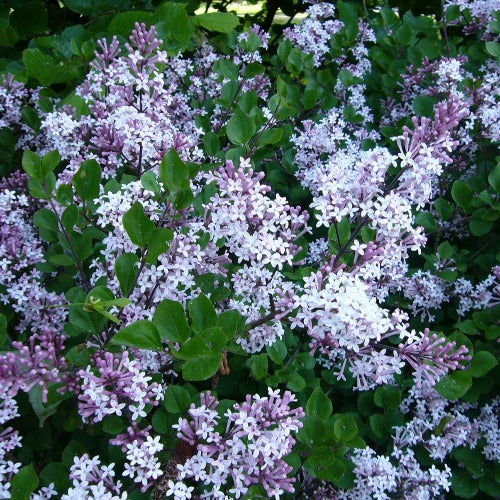 Syringa meyeri Palibin