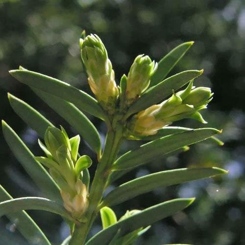 Taxus baccata - Yew - Future Forests
