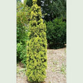 Taxus baccata David - Future Forests